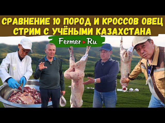 Эдильбай или иностранные породы овец? Какая ягнятина вкуснее? Польза курдюка. Экспорт ягнятины.