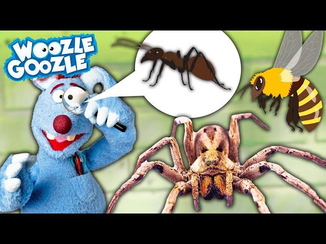 Best Of Tiere mit mehr als 4 Beinen l WOOZLE GOOZLE