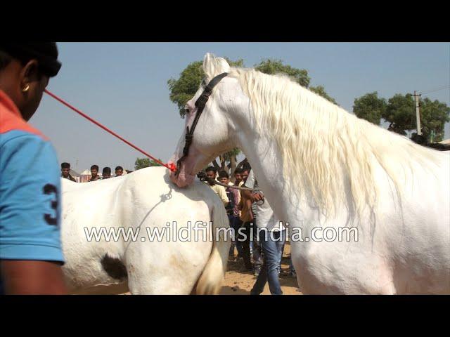 Stallion breeding: Prancing horse has a procreative rendezvous in Rajasthan: Viewer discretion