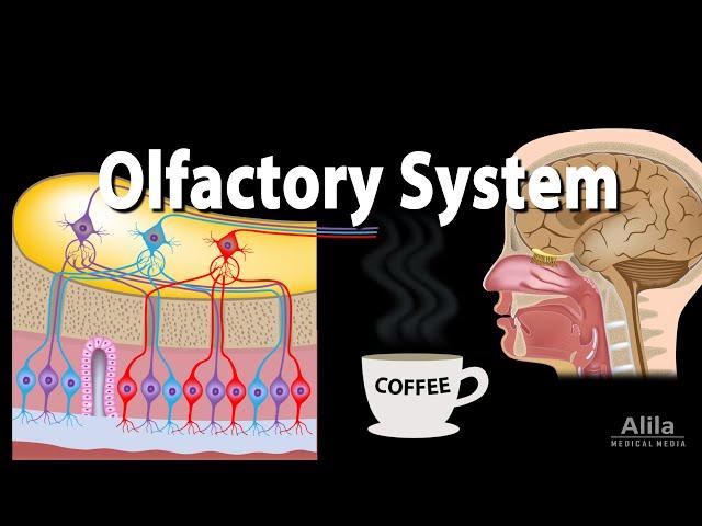 Olfactory System: Anatomy and Physiology, Pathways, Animation.