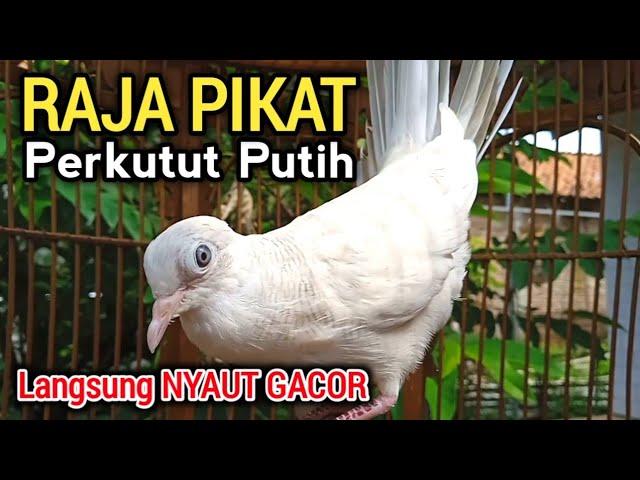 Perkutut Putih Gacor RAJA PIKAT Semua perkutut langsung nyaut gacor