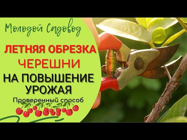 Обрезка черешни летом | Летняя обрезка черешни | Когда обрезать черешню?