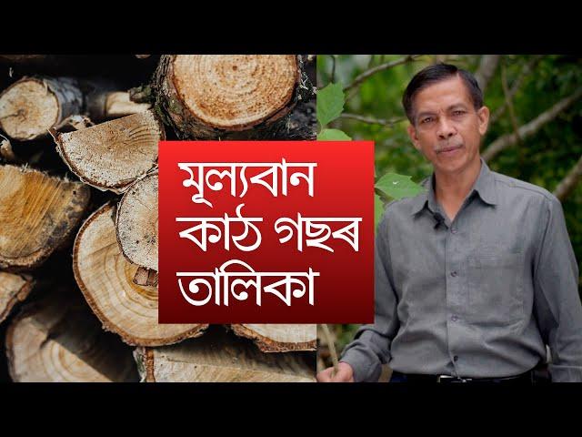 মূল্যবান কাঠ গছৰ তালিকা | Plants suitable for Timber Cultivation