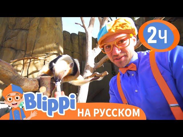 Блиппи изучает животных в зоопарке | Обучающие видео для детей | Blippi Russian