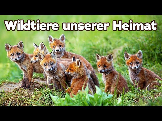 Wildtiere unserer Heimat (Dokumentation auf Deutsch in voller Länge, ganze Tierdokus auf Deutsch)