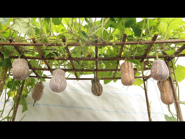 Free drip irrigation - To grow pumpkins for many fruits in plastic baskets at home