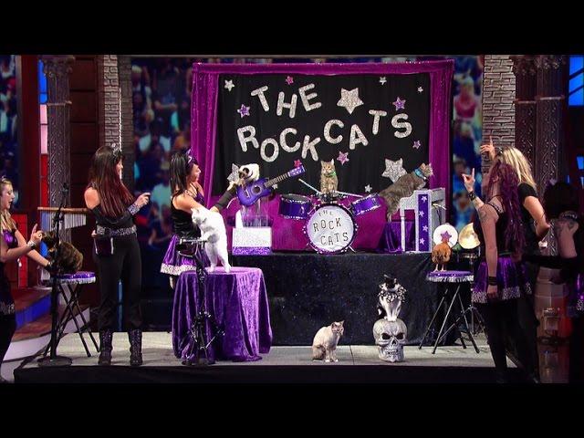 The Rock Cats Are Your New Favorite Band