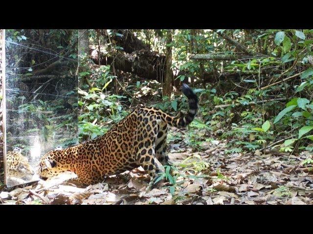 Rainforest Mirror Scares Passing Wildlife