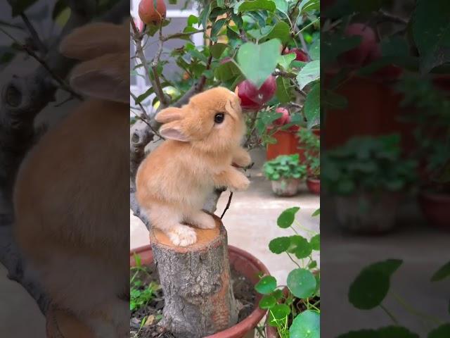 Rabbit fruit is still fresh from the tree Cute pet debut plan Rabbit