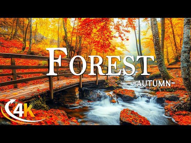 Enchanting Autumn Forests with Beautiful Piano Music4K Autumn Ambience & Fall Foliage4K Video UHD