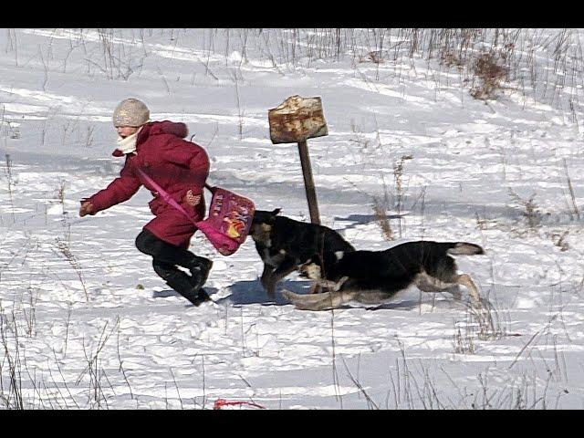 ЭПИДЕМИЯ НАПАДЕНИЯ СОБАК В РОССИИ