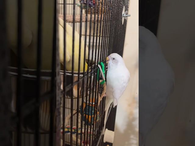 Pearl being obsessed with Ducky and trying to break into her cage! #budgie #cockatiel #parrots