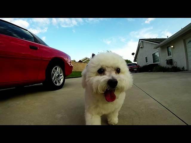 A Day with Lola, the Toy Poodle.