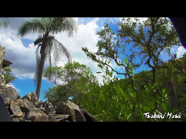 Sonidos de la naturaleza para estudiar y concentrarse