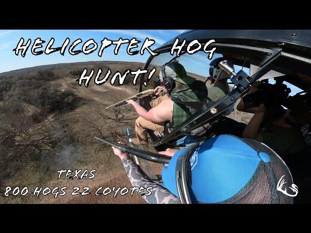 Helicopter HOG HUNT | 800 Hogs 22 Coyotes In 4 Days | Texas Highlights