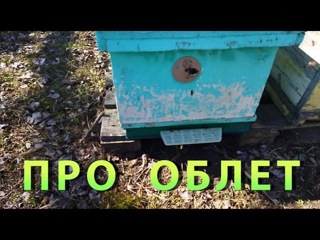 Облет пчел. Про облет. Первый весенний облет.