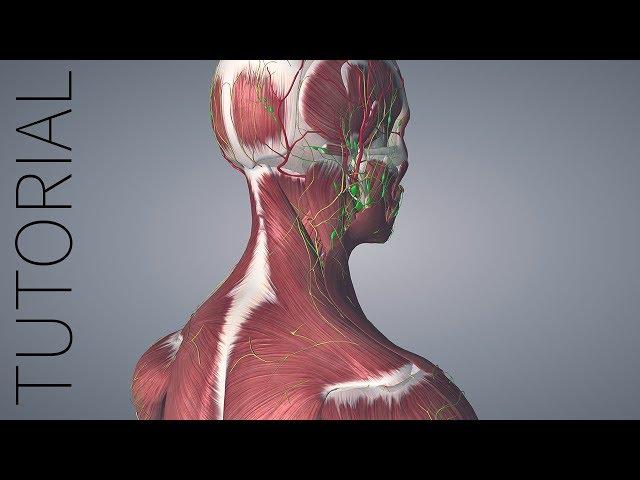 Getting Started with Essential Anatomy 5
