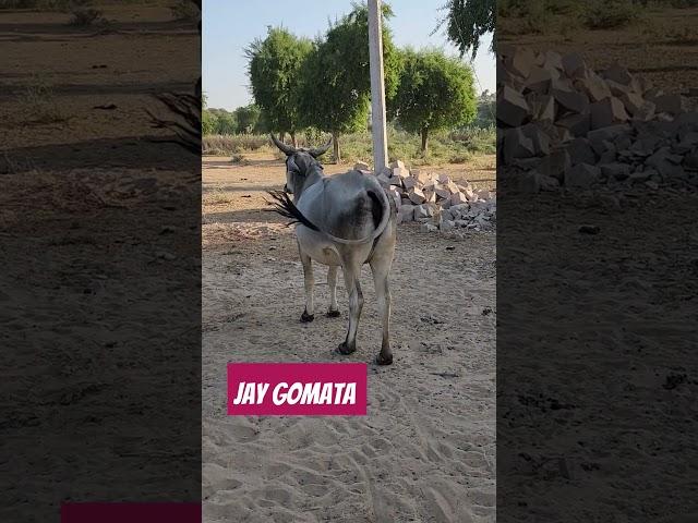 जय गौमाता#youtubeshorts #subscribe#gaushala#cow #gauseva#gaumata  #viralshorts#bhagwatkatha #animals