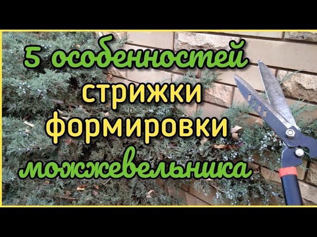 Как обрезать МОЖЖЕВЕЛЬНИК? 5 правил! (стрижка, формировка). ДЕТАЛЬНО.