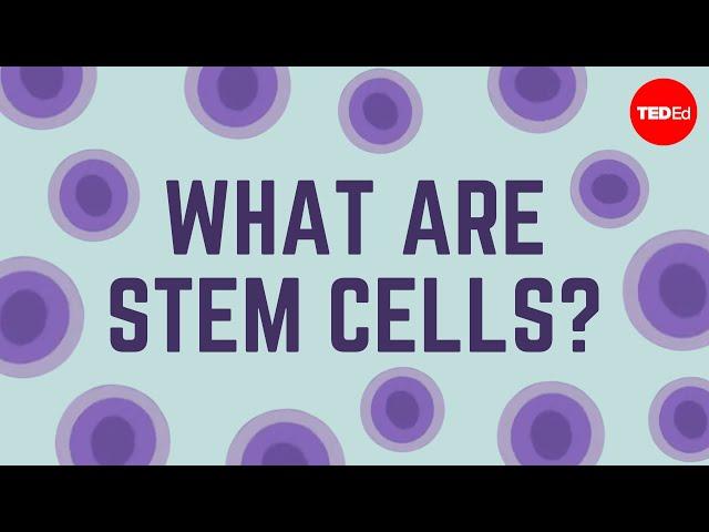 What are stem cells? - Craig A. Kohn