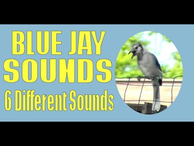 Blue Jay Call Bird Sounds Project - 6 Different So Far and Counting