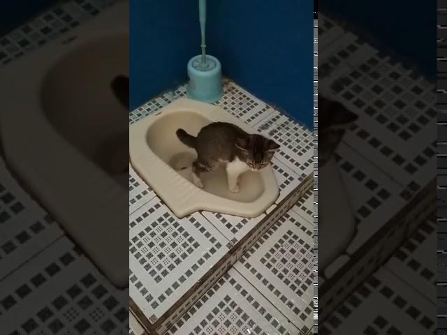 Cara agar kucing pup di toilet