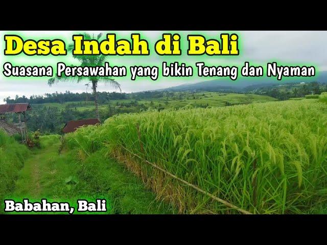 Indahnya Suasana Pedesaan Persawahan di Babahan Bali Indonesia || Rice Terrace