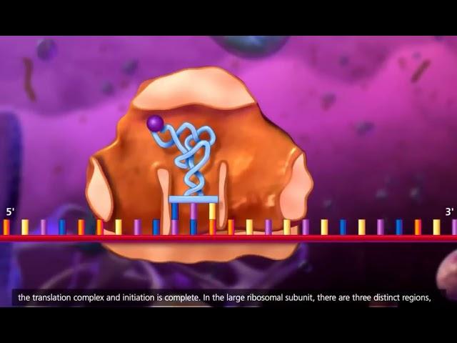 DNA transcription and translation   McGraw Hill