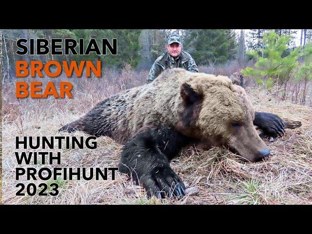 SIBERIAN BROWN BEAR HUNTING WITH PROFIHUNT 2023