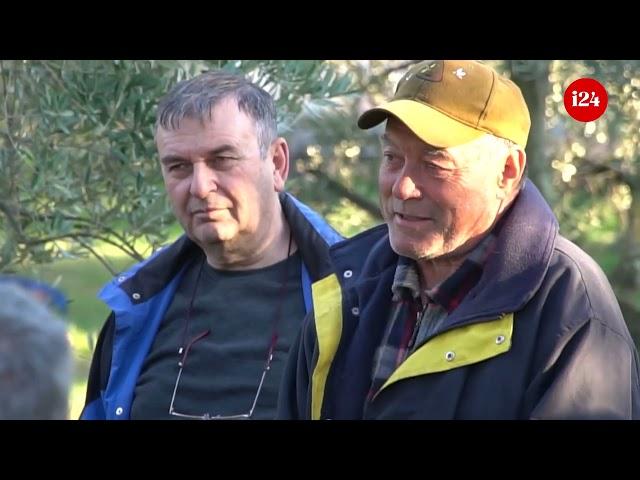 Kako orezati masline na najbrži način i dobiti najviše prinosa