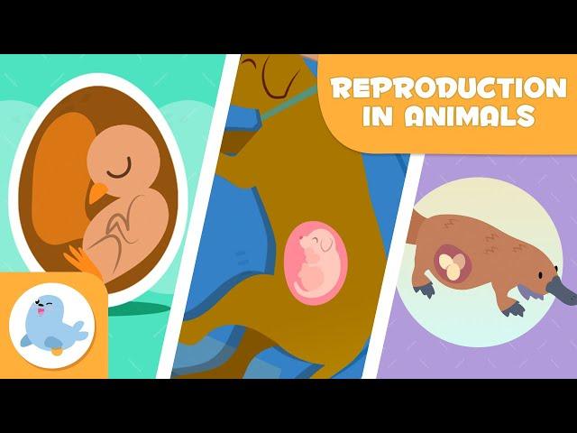 REPRODUCTION IN ANIMALS  SEXUAL and ASEXUAL  OVIPAROUS, VIVIPAROUS, OVOVIPAROUS