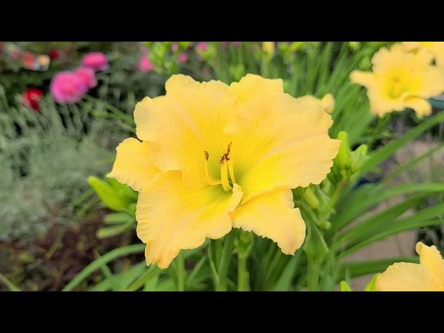 Hemerocallis Never Ending® 'Butter Cream' (Daylily) // BEAUTIFUL, Easy to Grow & LONG BLOOMING!