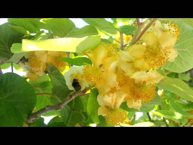 CROATIA BLOG - Brela - Blooming kiwi - Bee pollination