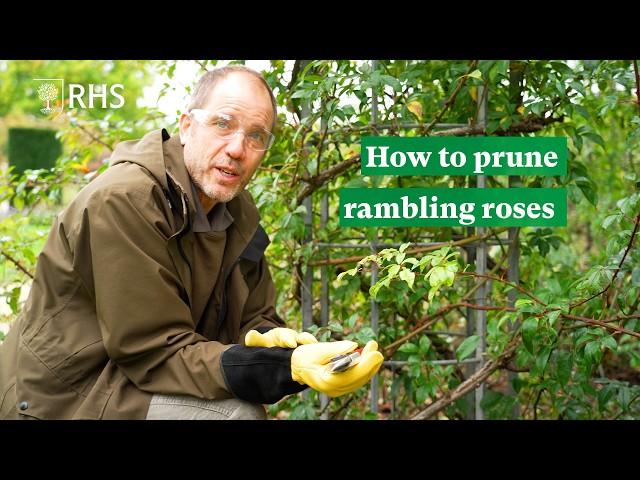 How to prune rambling roses | The RHS