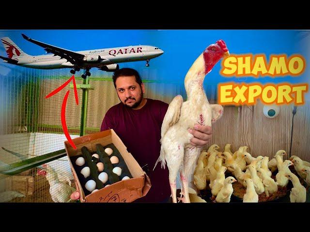 Shamo Eggs Export Pakistan Via Qater, Only Hsn Entertainment, How To Start Aseel Farm At Home