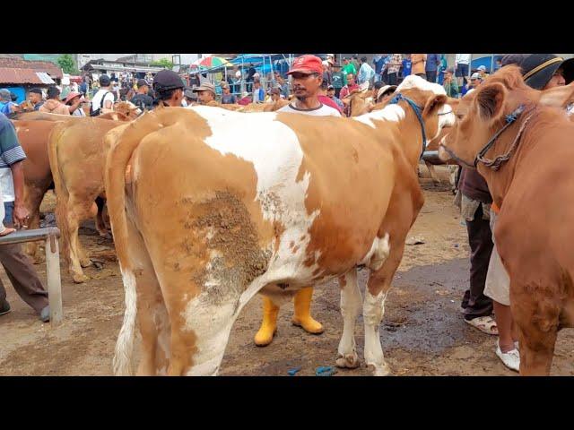 HARGA SAPI BABON HARI INI PASAR SAPI PURWANTORO WONOGIRI JATENG