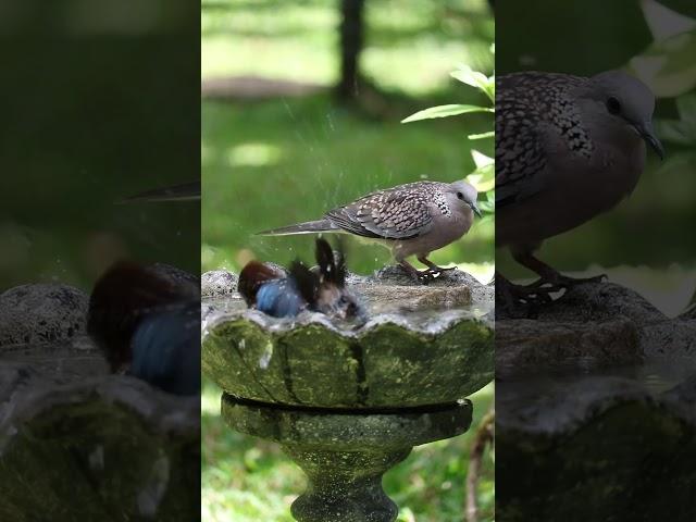 White-throated Kingfisher at birdbath #shorts #birds #birdwatching