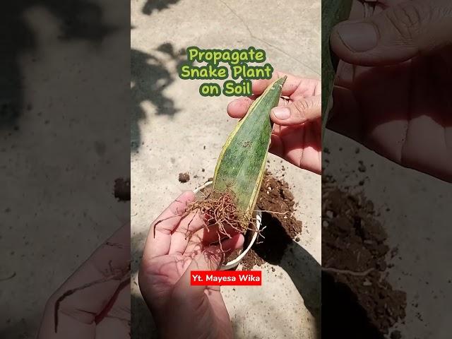 Propagate snake plant on soil  #propagate #plant #snakeplant #relaxation #propagation #lidahmertua