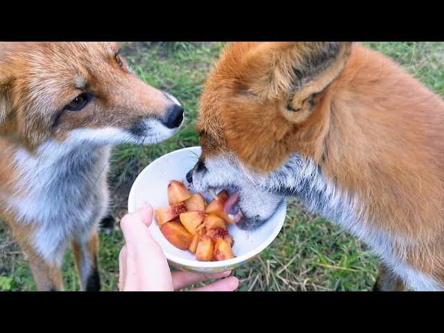 Foxes get peaches - Lisa the Fox and Foxie