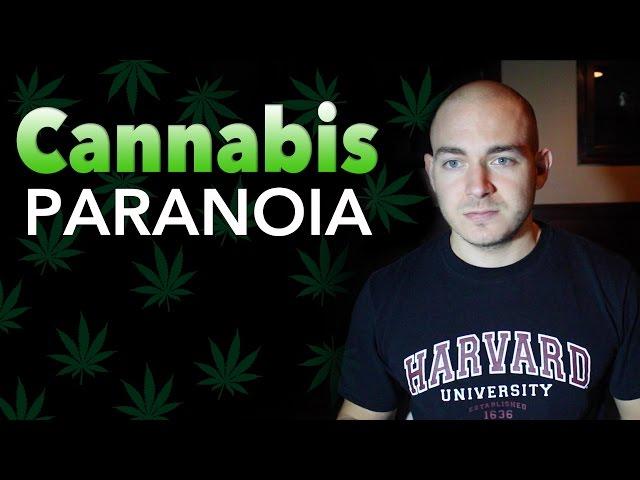Cannabis Paranoia