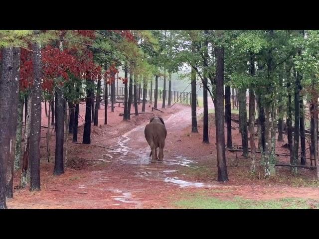 The Elephant Sanctuary | Artie's Move Across The Sanctuary