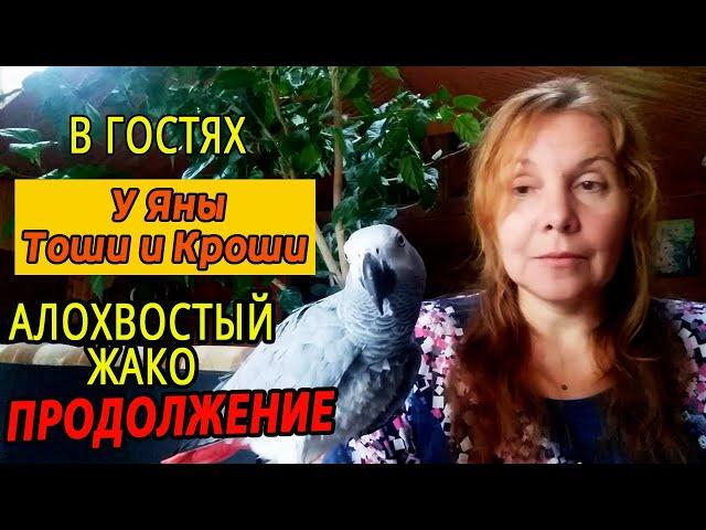 ПОПУГАИ ЖАКО | В ГОСТЯХ У ЯНЫ С ТОШЕЙ И КРОШЕЙ | ЧАСТЬ 2