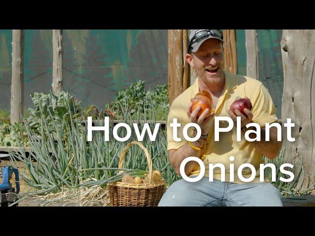 Let's Grow Together: How To Plant Onions