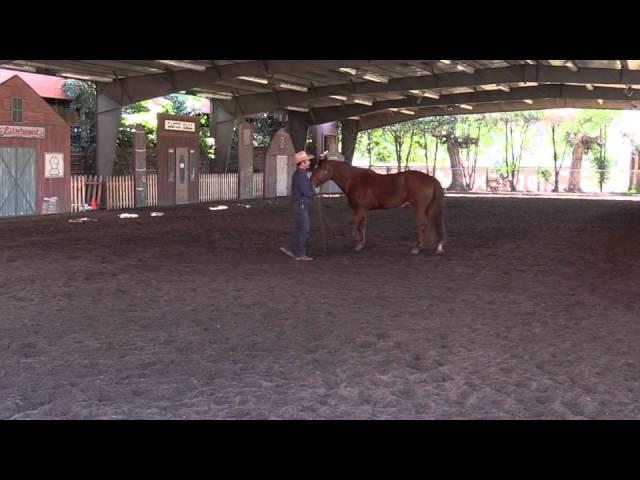 How to solve anxiety issues in horses (or cognitive behavior therapy for horses)