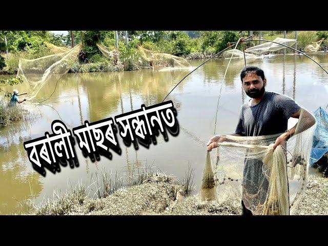 বৰালী মাছৰ সন্ধানত !  Fish Hunting  new assamese vlog