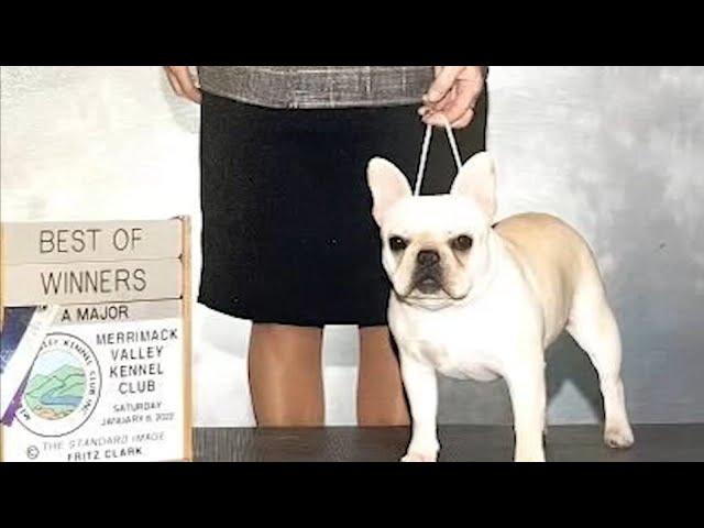 Stolen French Bulldog dies in hot truck while FedEx driver continued making deliveries: Sheriff