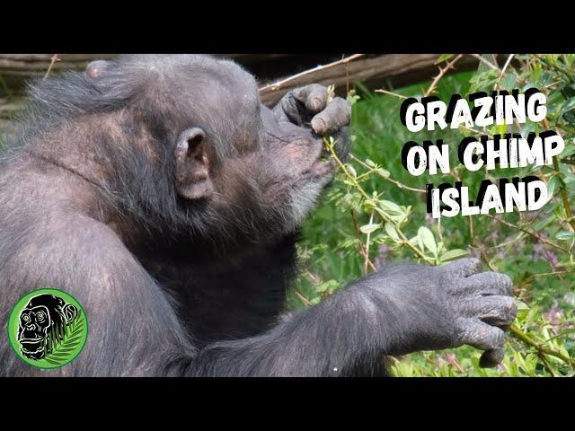 Chimps Grazing At Chester Zoo