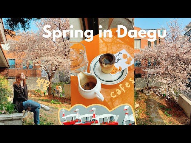 a few days of my life in spring in korea VLOG  cherry blossoms, bakeries, and cafes in daegu 2022