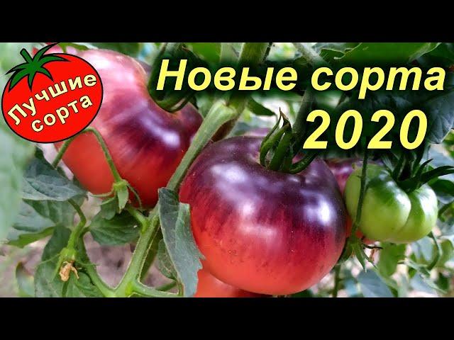 НОВЫЕ ЛУЧШИЕ СОРТА ТОМАТОВ 2020