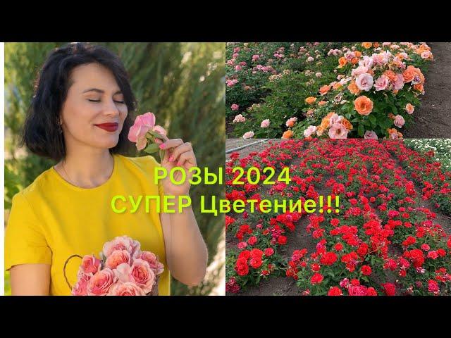 РОЗЫ 2024.Супер Цветение #rose #maryroses #flowers #garden